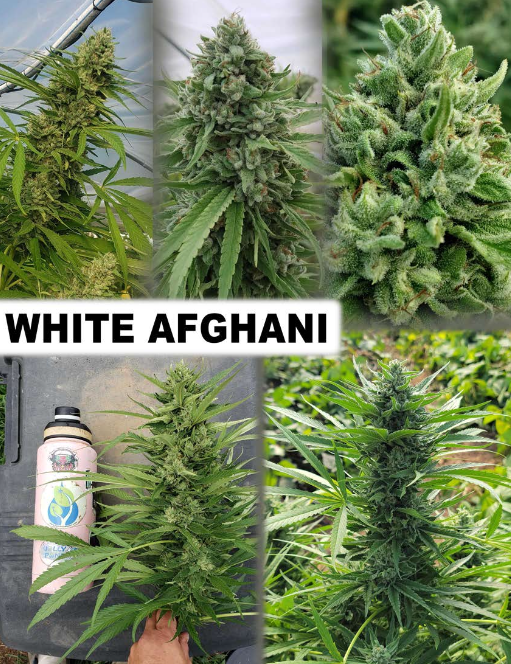 White Afghani